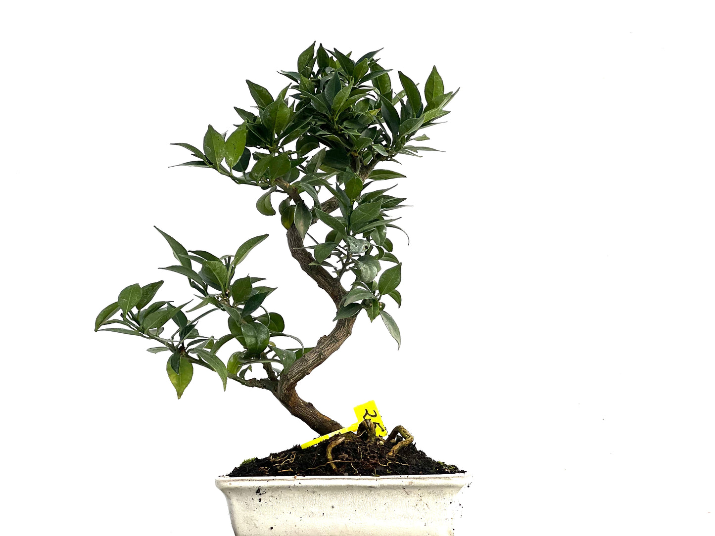 Citrus Myrtifolia 3343