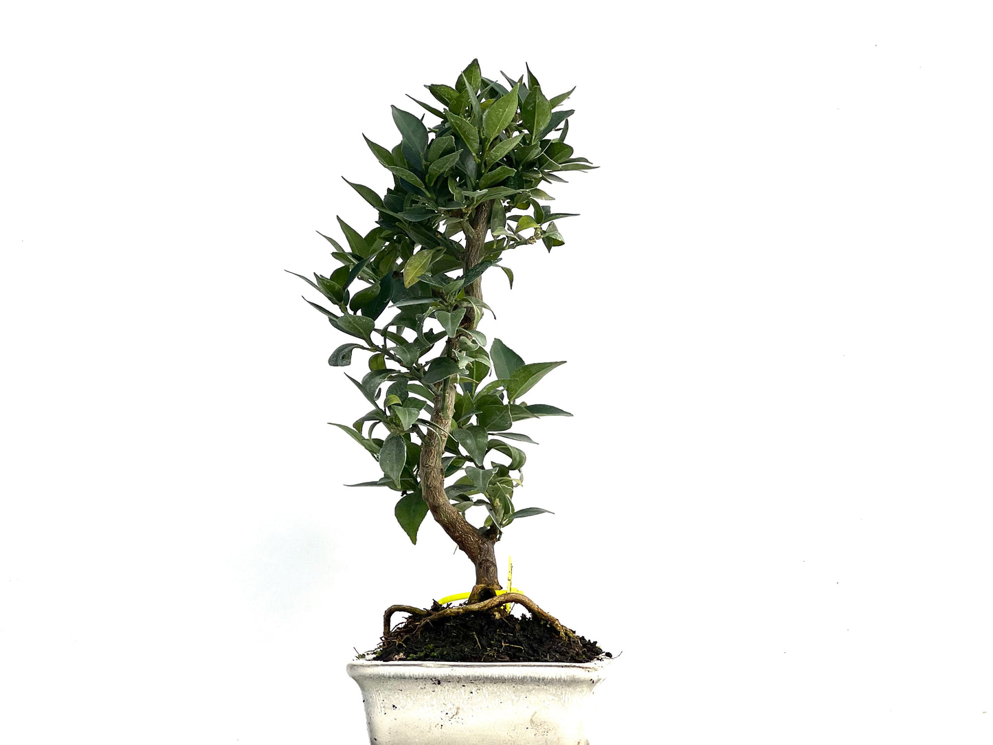 Citrus Myrtifolia 3343
