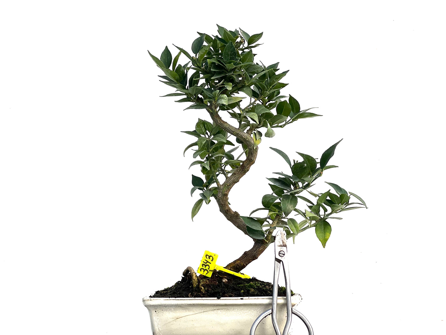 Citrus Myrtifolia 3343