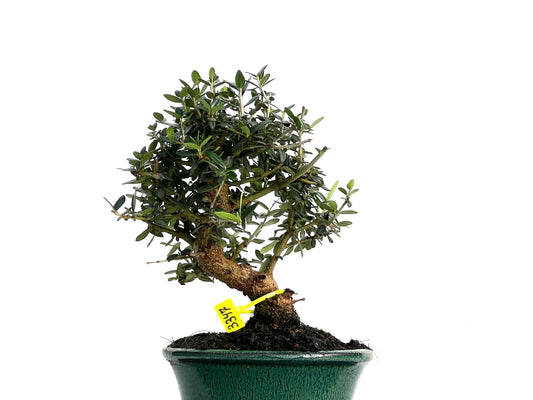 Olea Europaea Sylvestris 3347