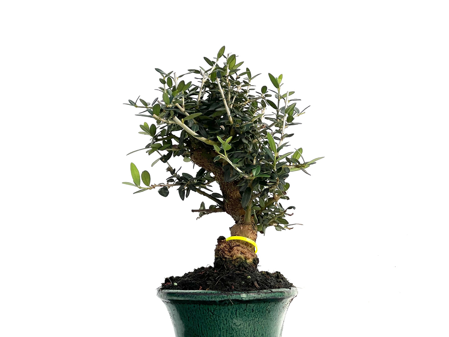Olea Europaea Sylvestris 3347