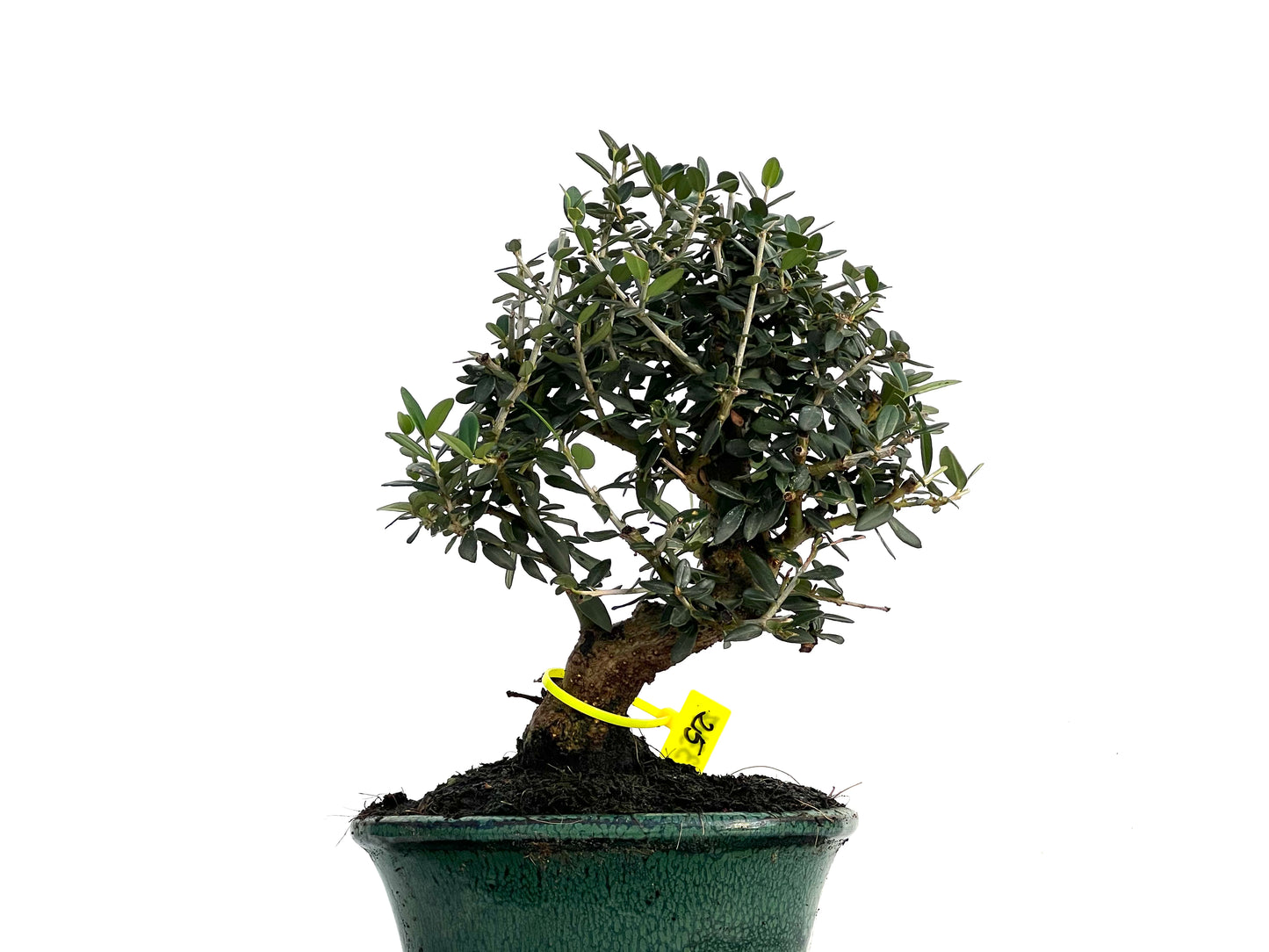 Olea Europaea Sylvestris 3347