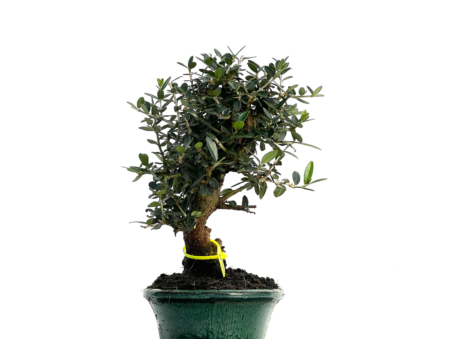 Olea Europaea Sylvestris 3347