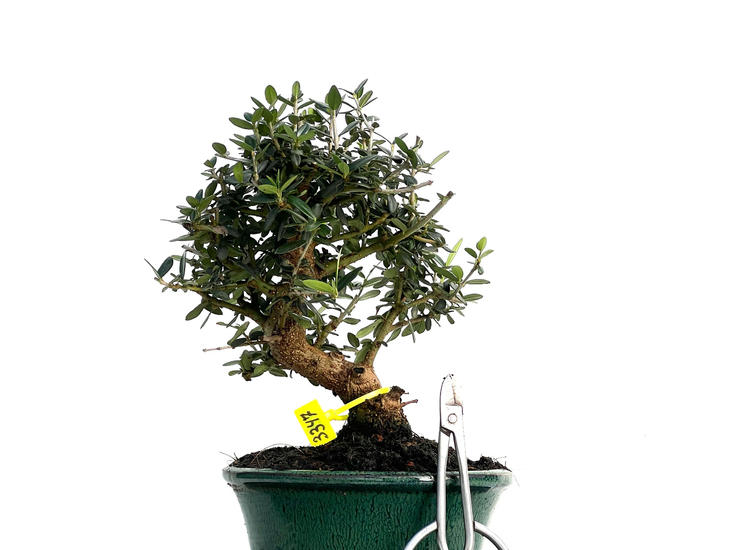 Olea Europaea Sylvestris 3347