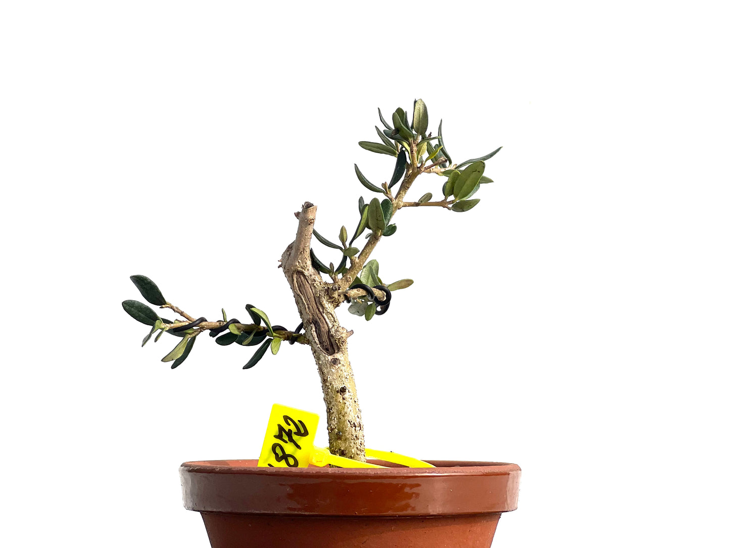 Olea Europaea Sylvestris 1872