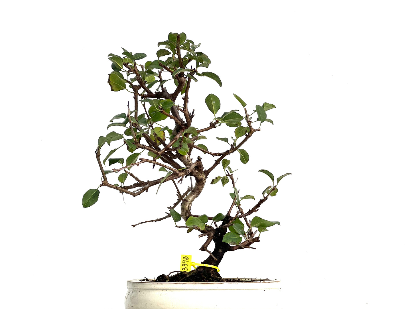 Prunus Mahaleb 3342