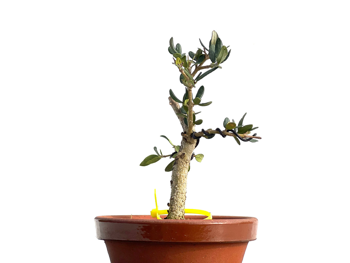 Olea Europaea Sylvestris 1872