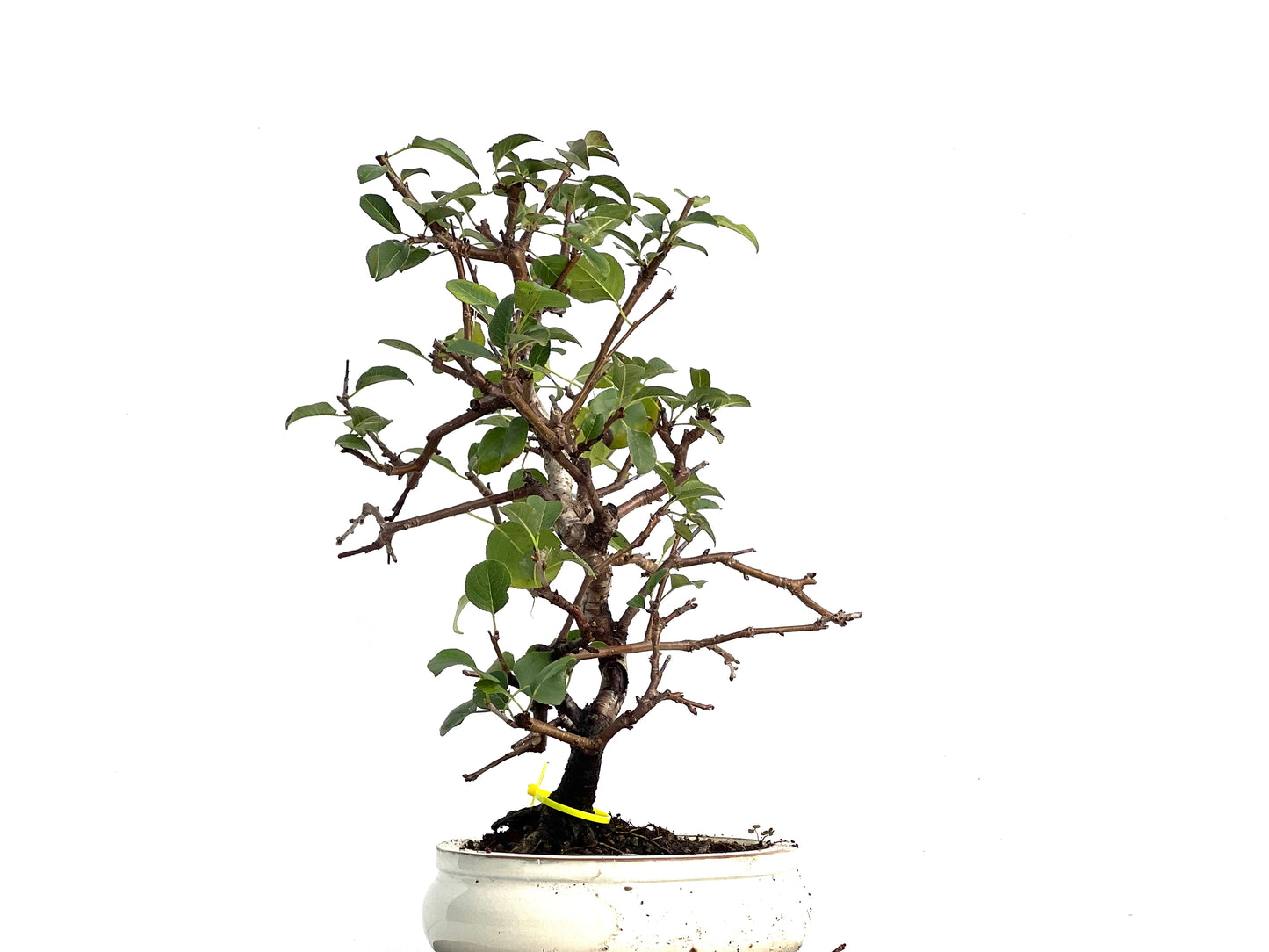 Prunus Mahaleb 3342