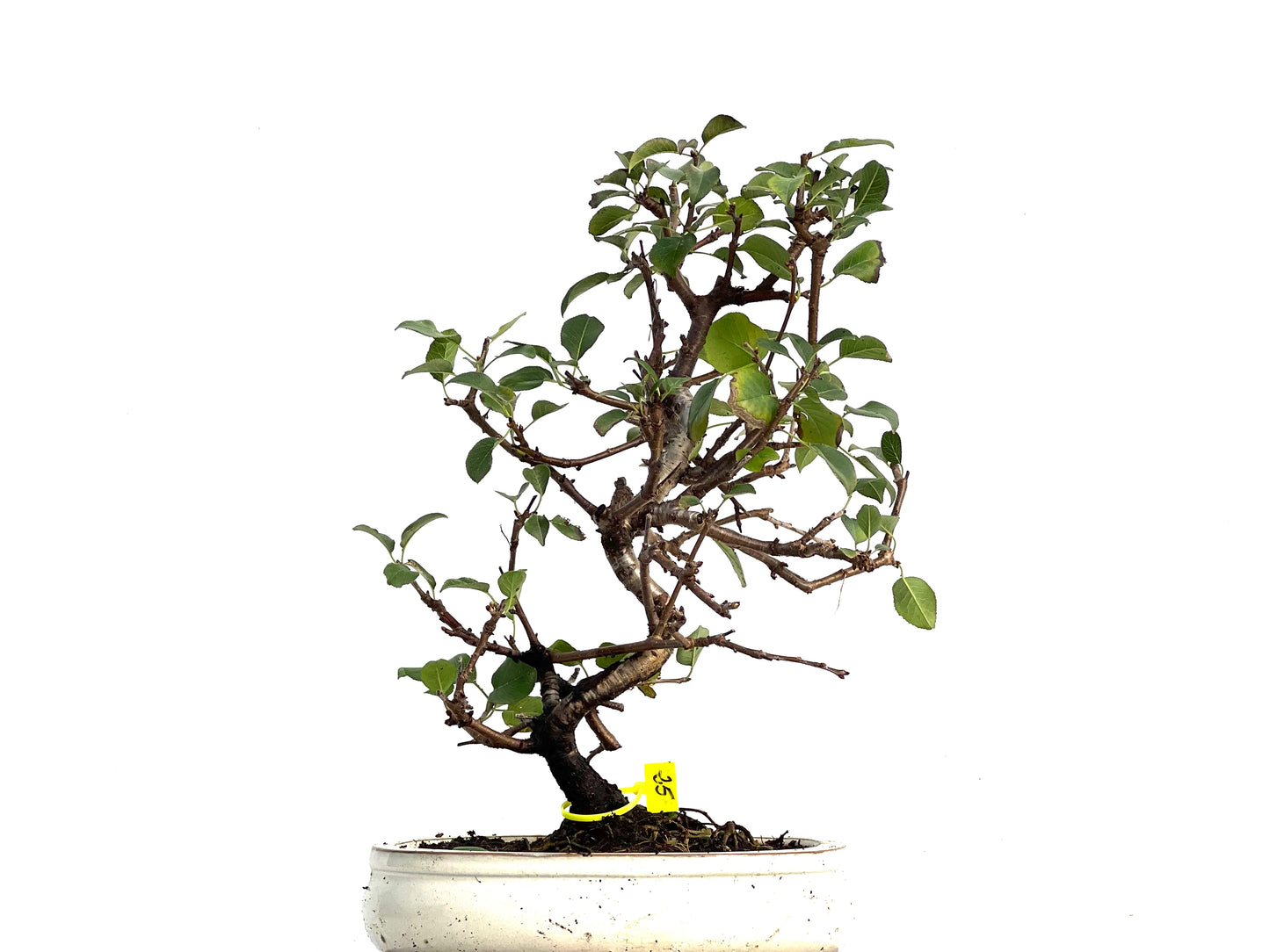 Prunus Mahaleb 3342