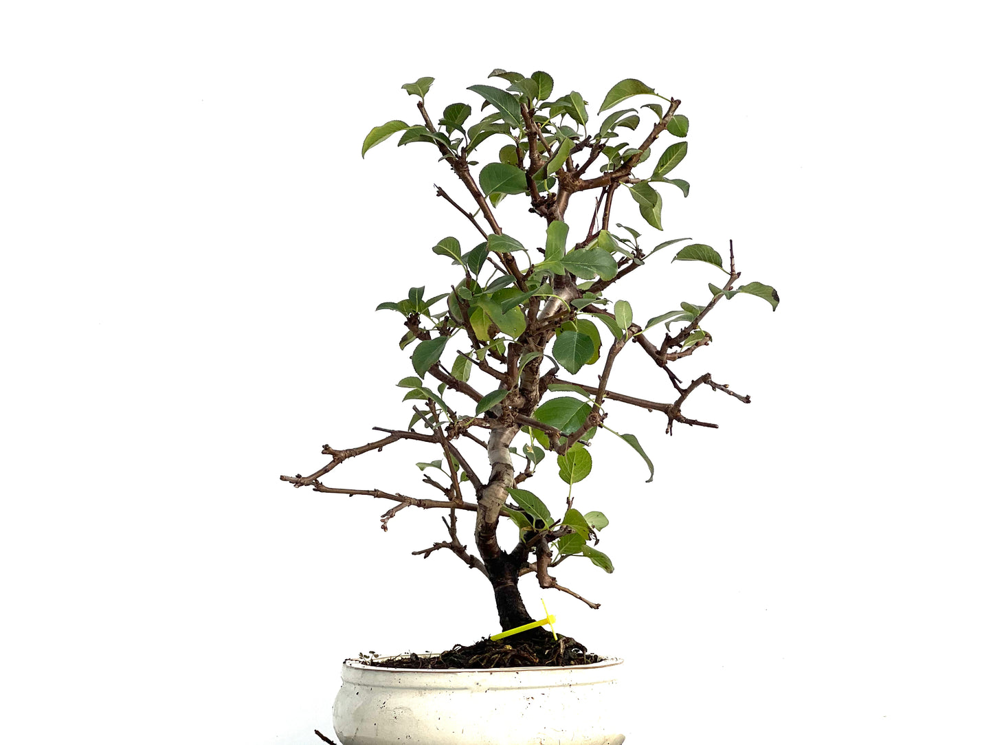 Prunus Mahaleb 3342