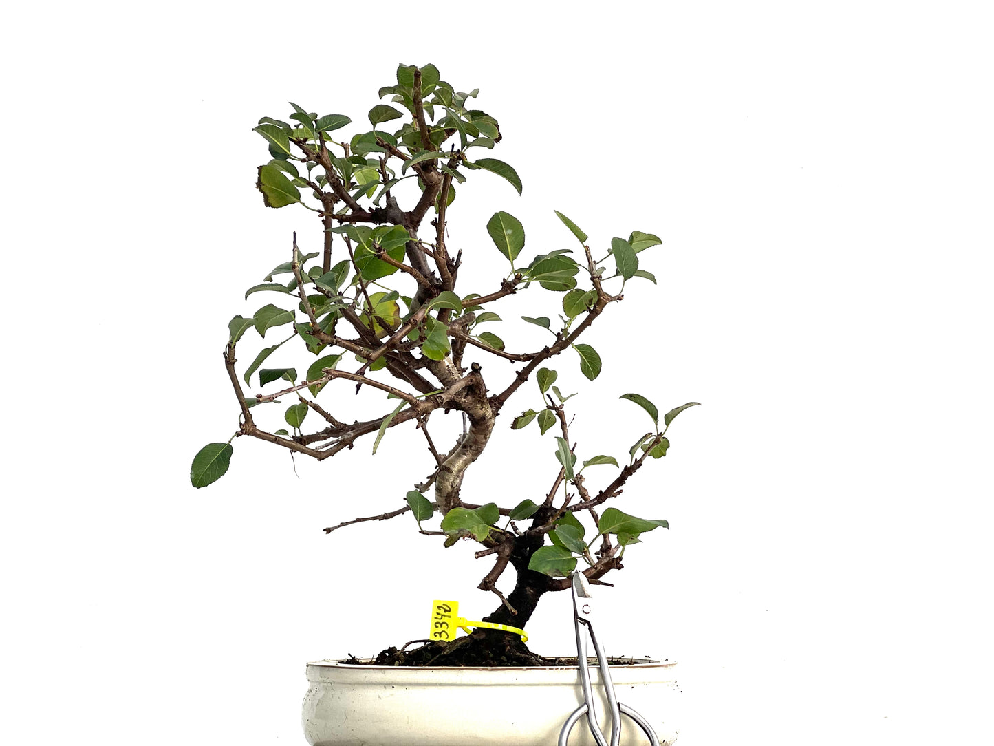 Prunus Mahaleb 3342