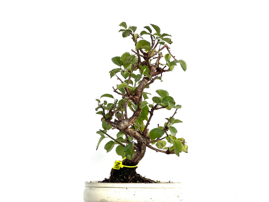 Prunus Mahaleb 3346