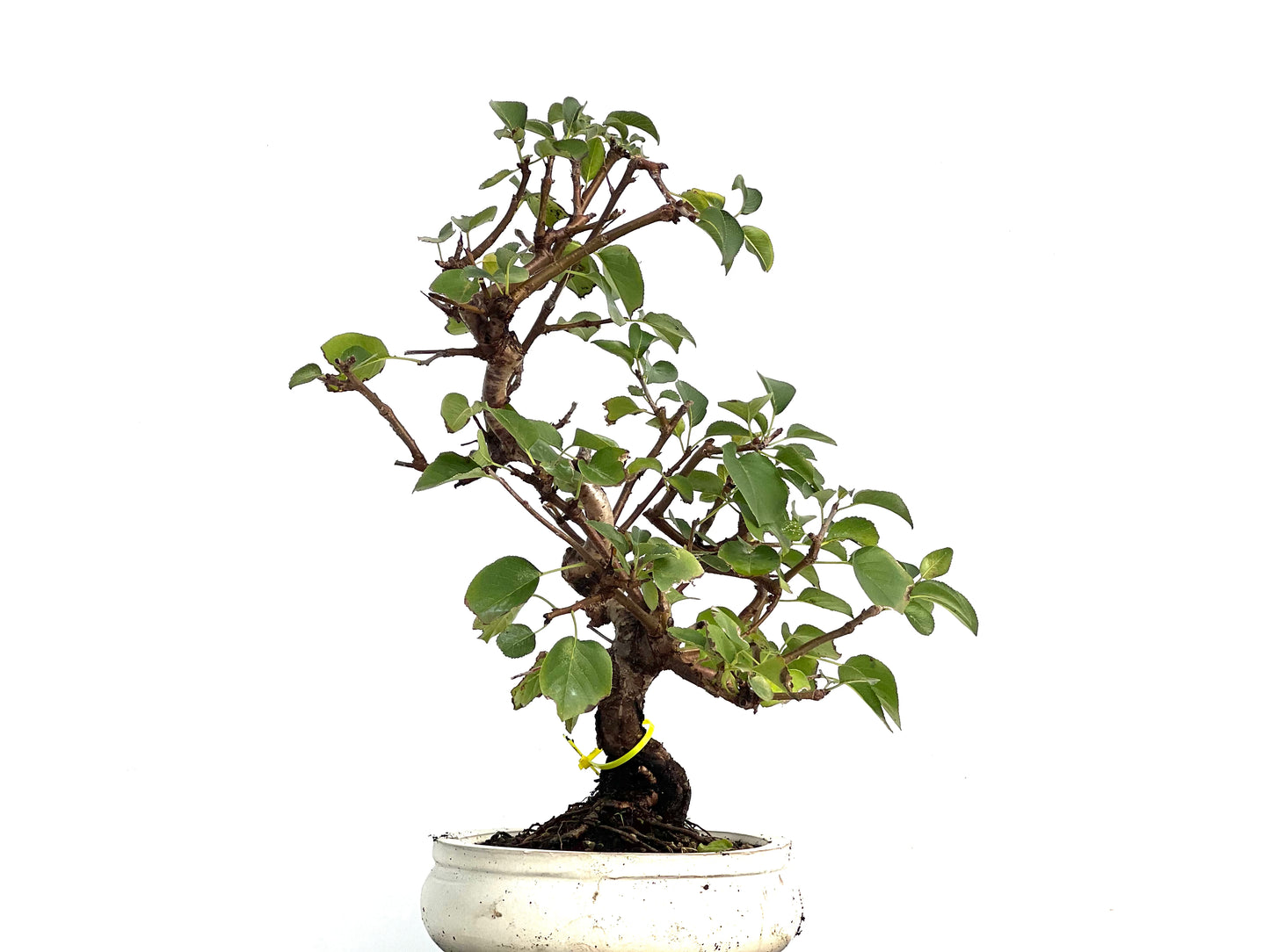 Prunus Mahaleb 3346