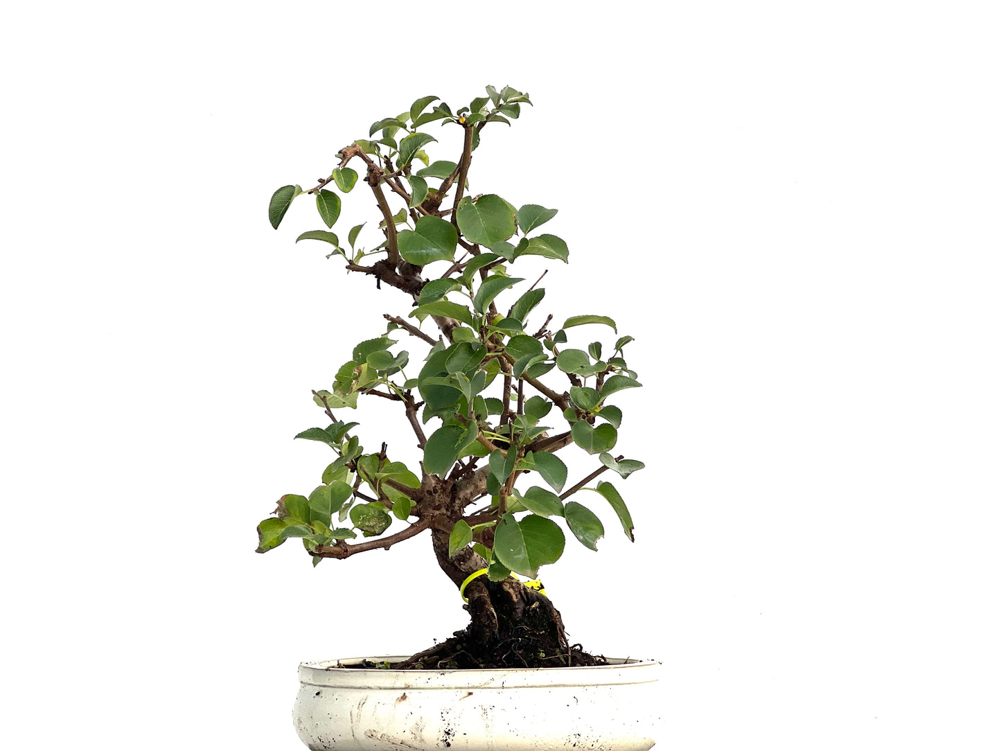 Prunus Mahaleb 3346