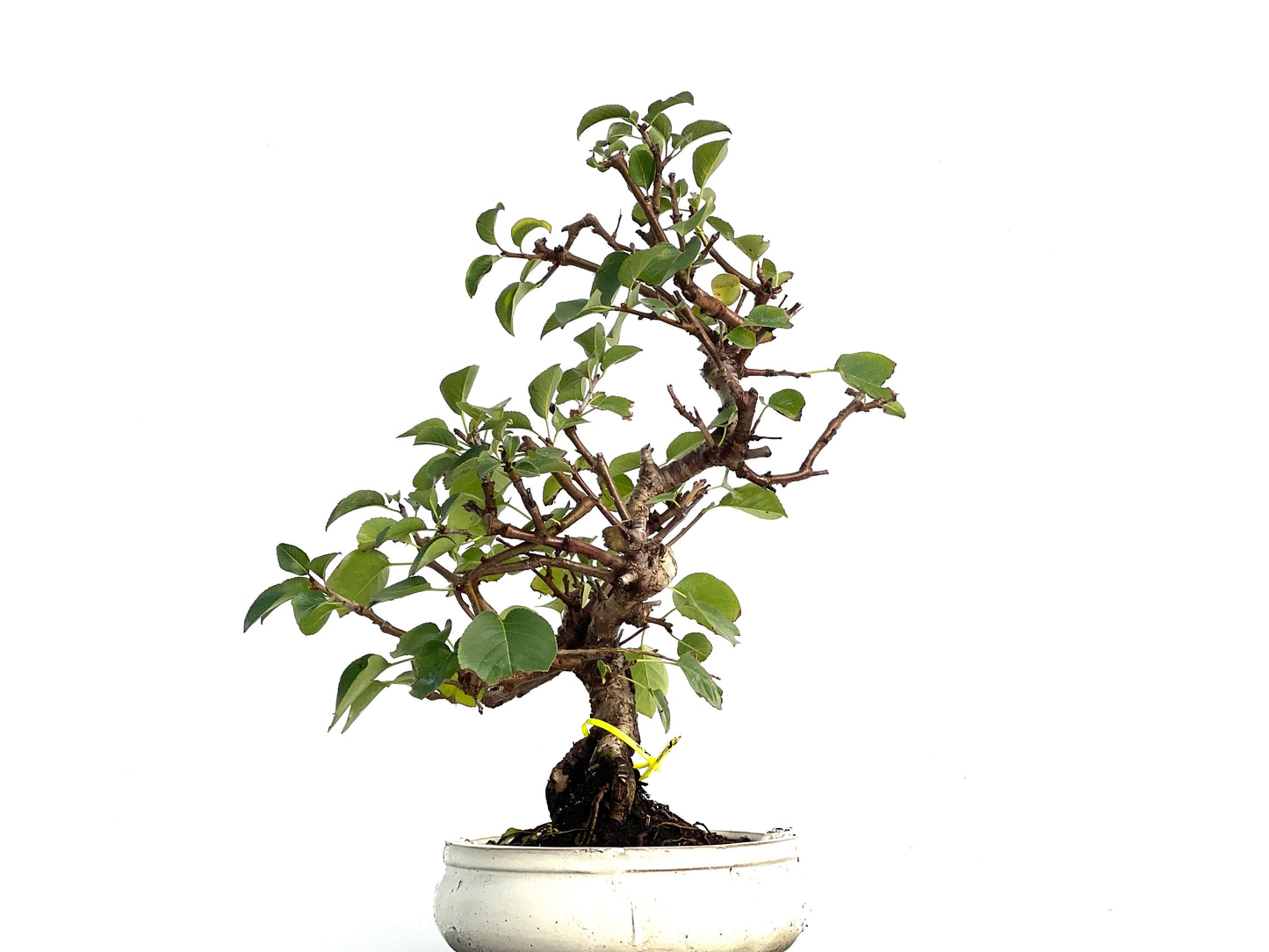 Prunus Mahaleb 3346