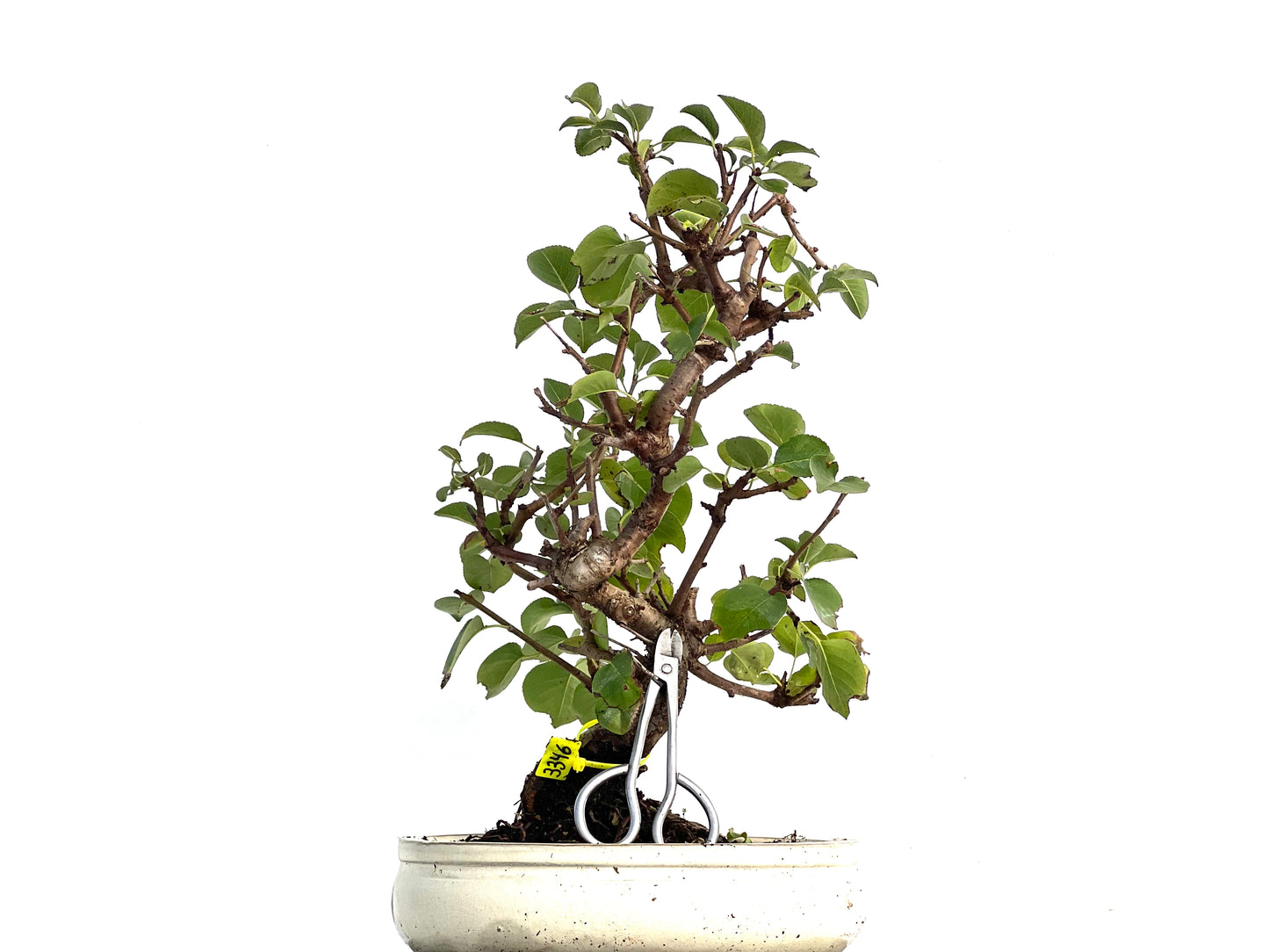 Prunus Mahaleb 3346