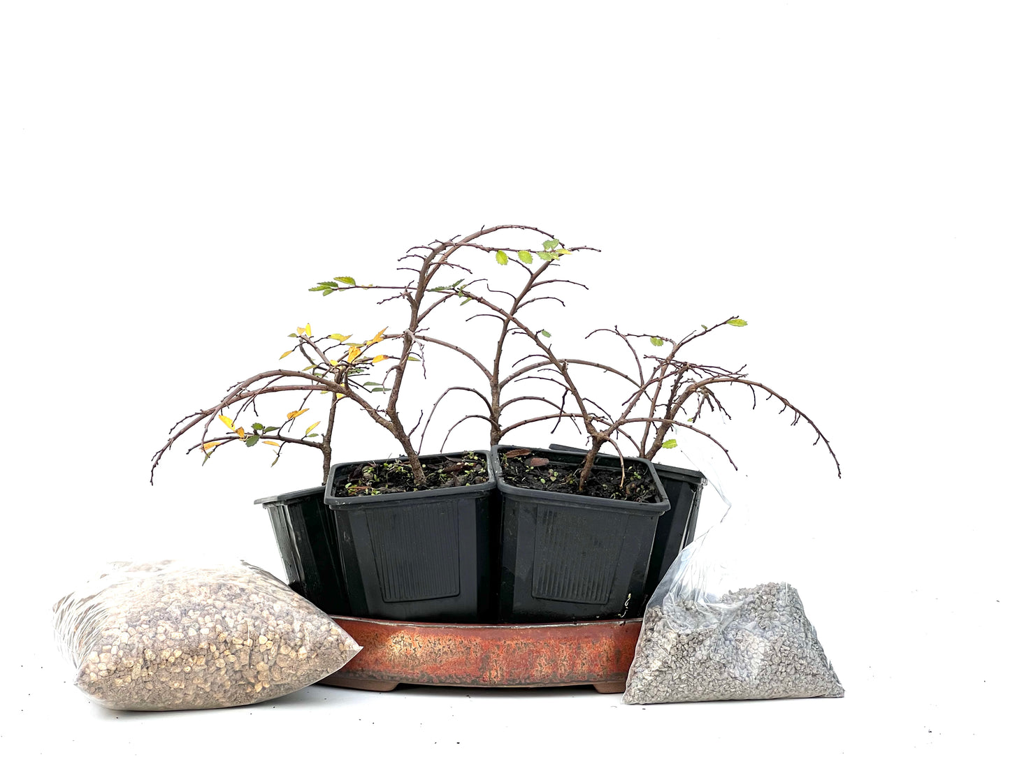 BohePack - Bosque Ulmus Parvifolia