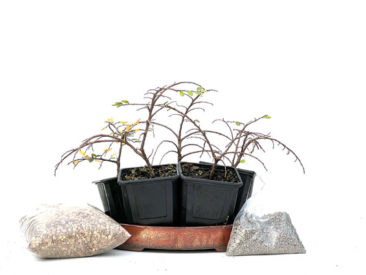 BohePack - Bosque Ulmus Parvifolia