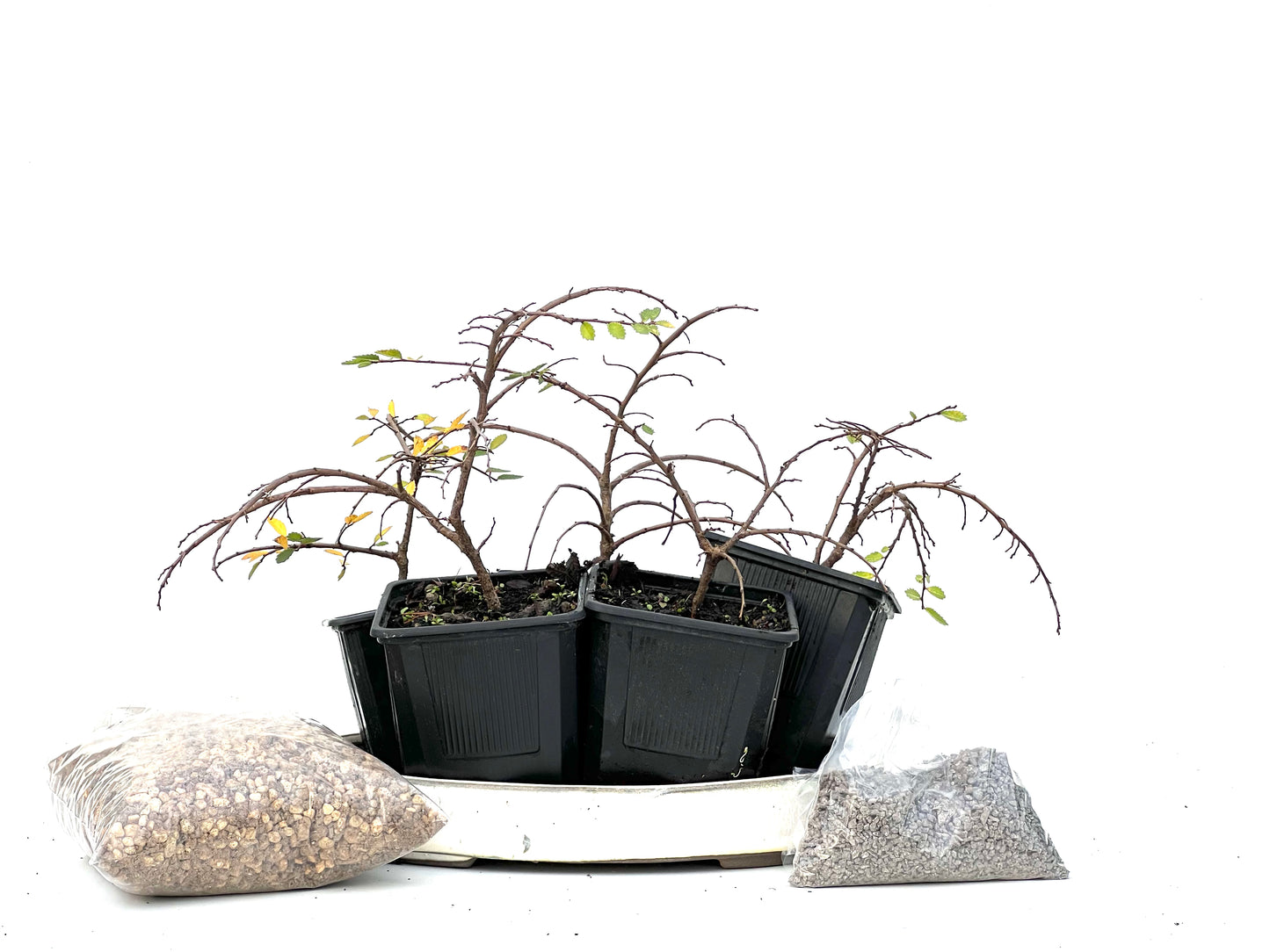 BohePack - Bosque Ulmus Parvifolia