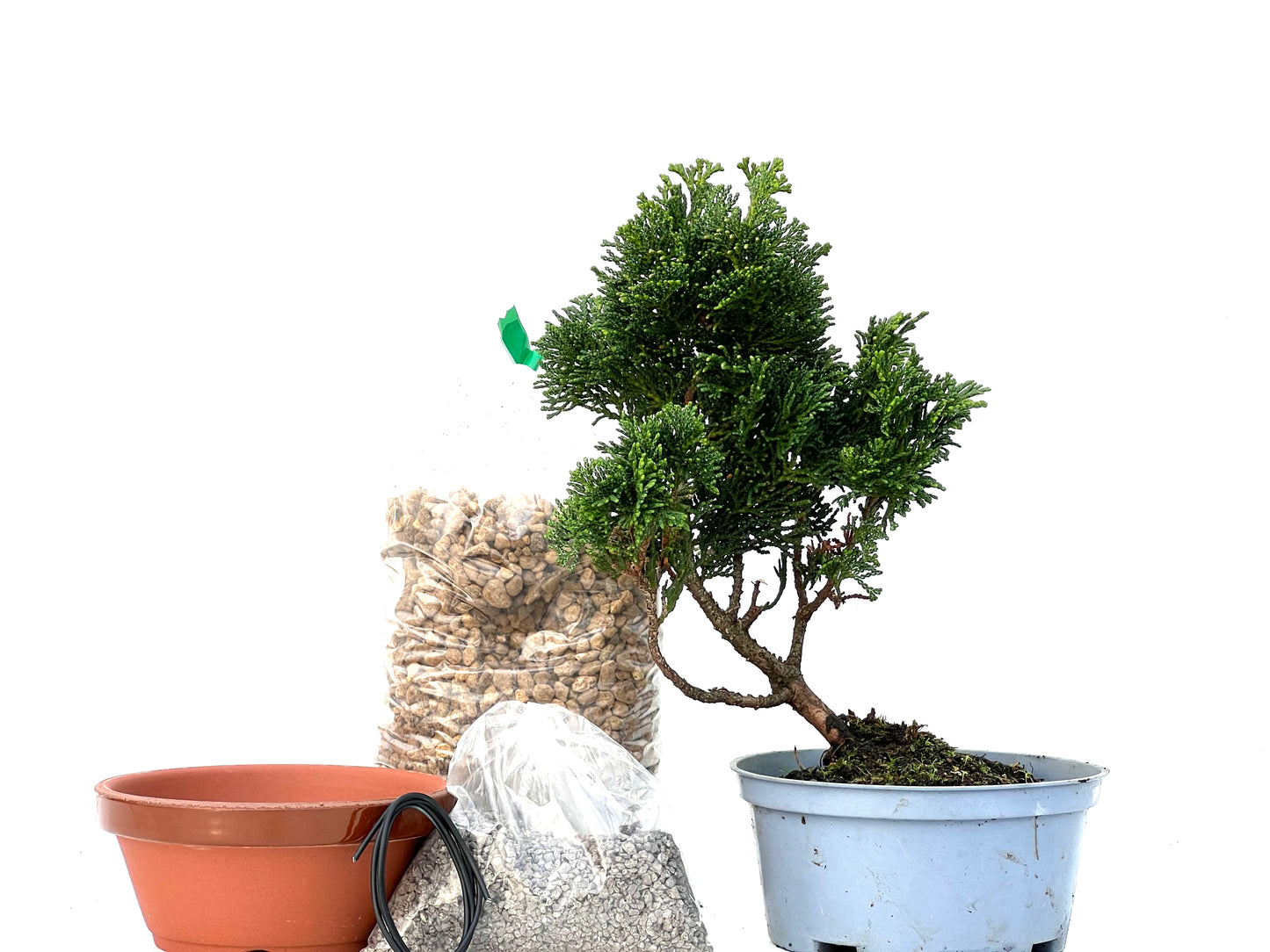 BohePack - Chamaecyparis Obtusa Nana