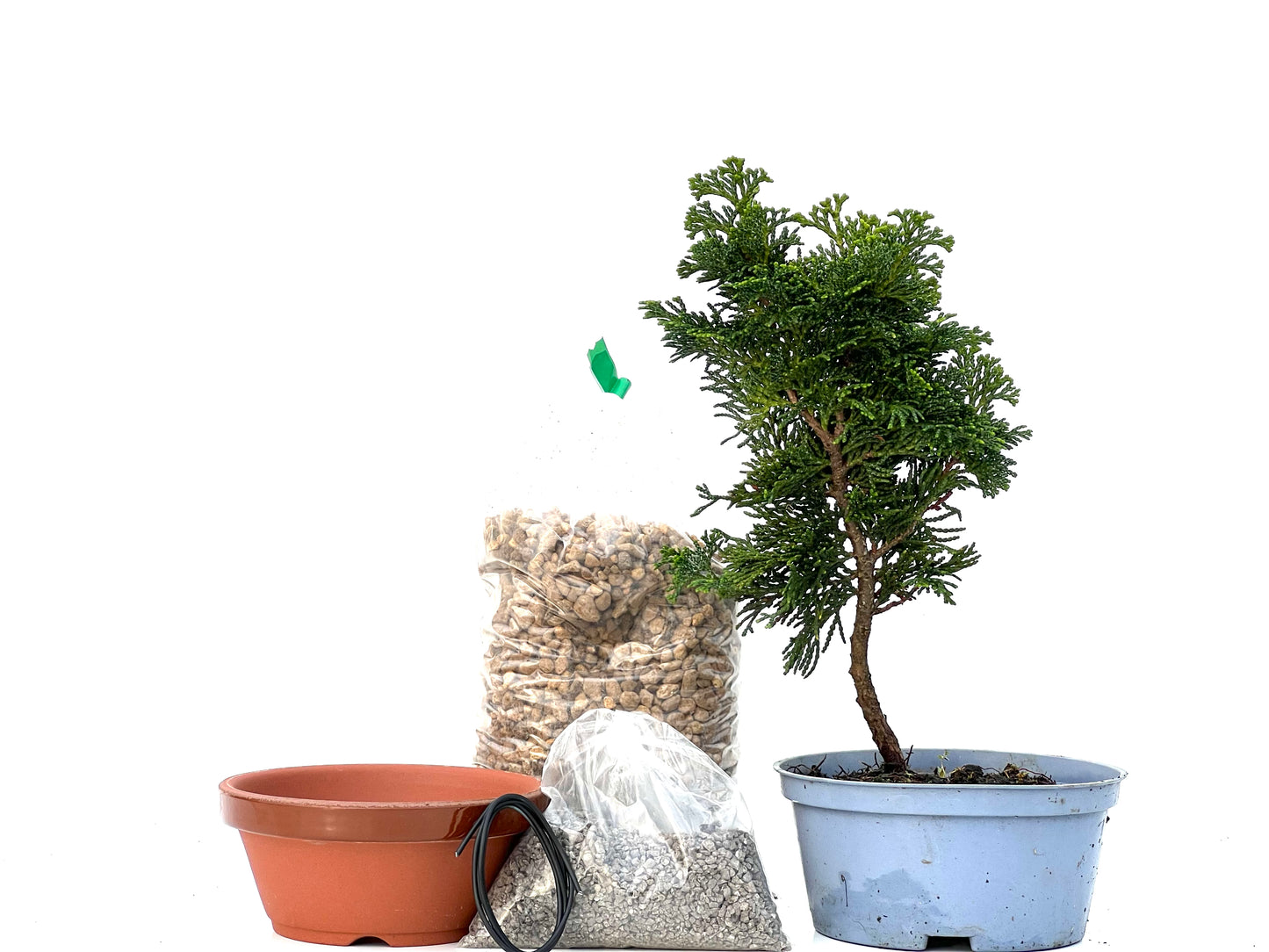 BohePack - Chamaecyparis Obtusa Nana