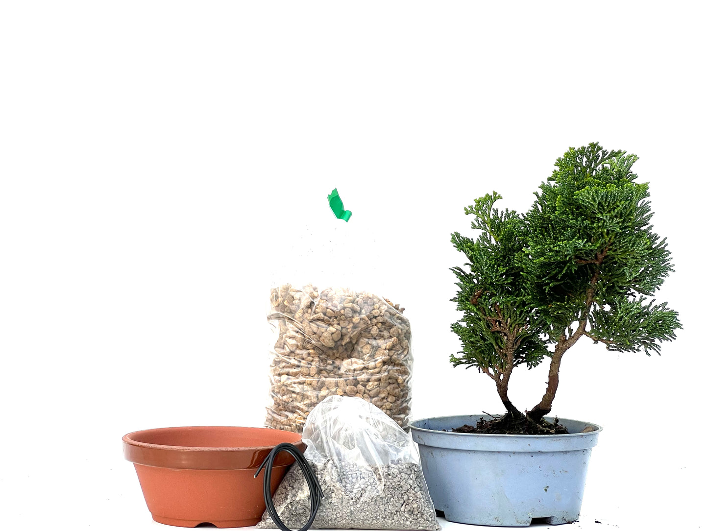 BohePack - Chamaecyparis Obtusa Nana