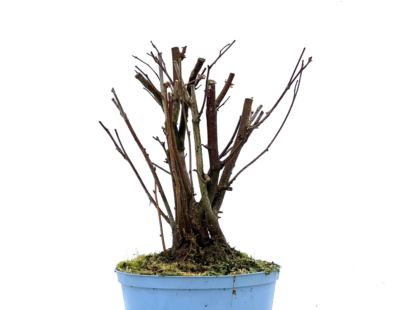 Corylus 3384