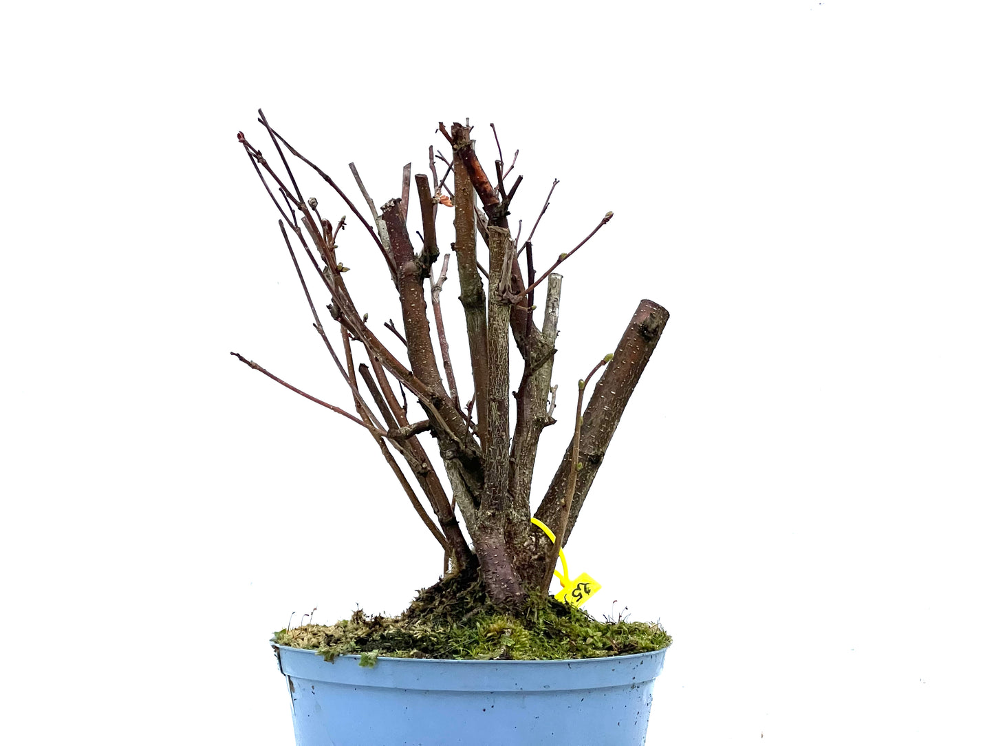 Corylus 3384