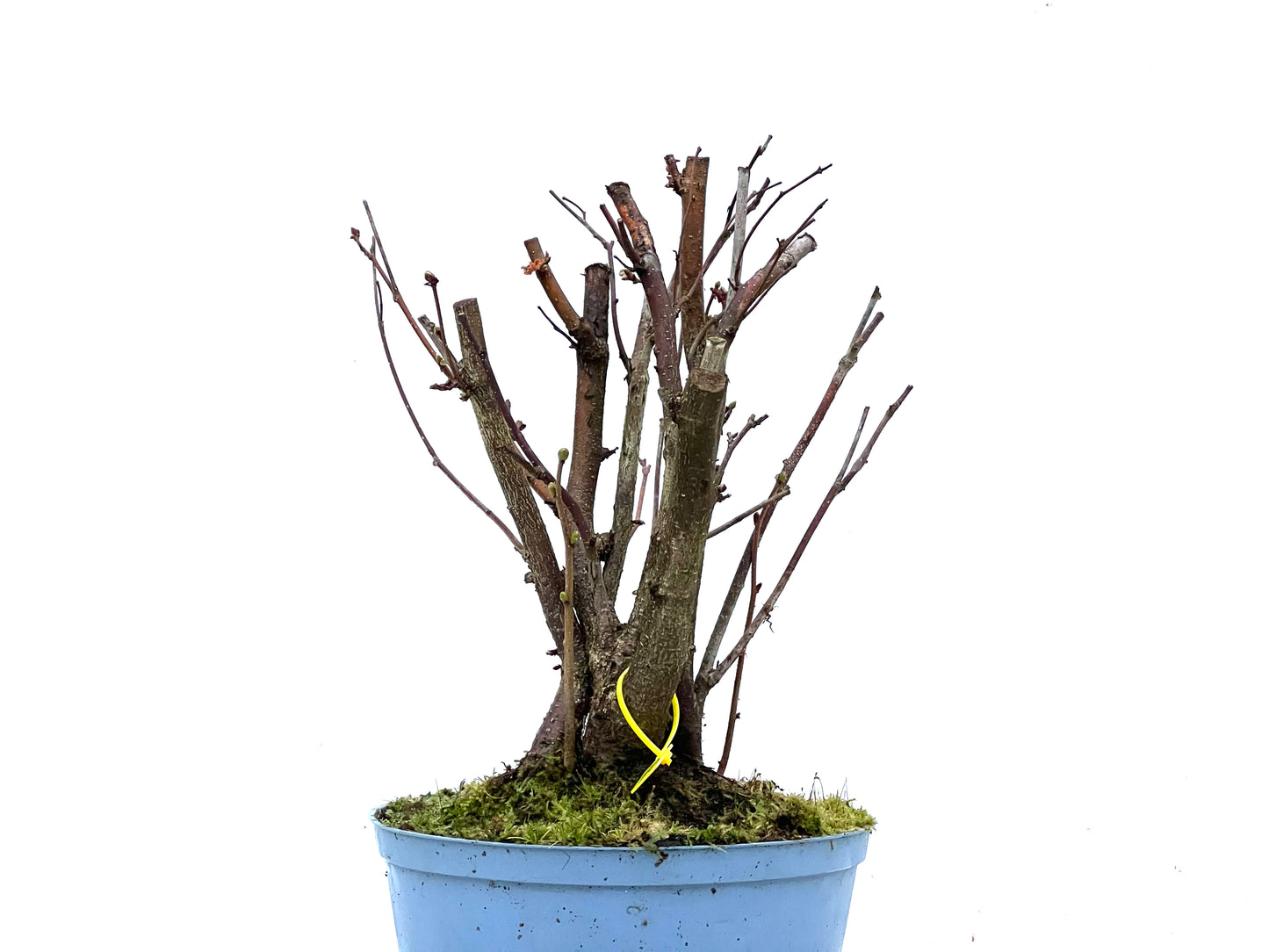 Corylus 3384