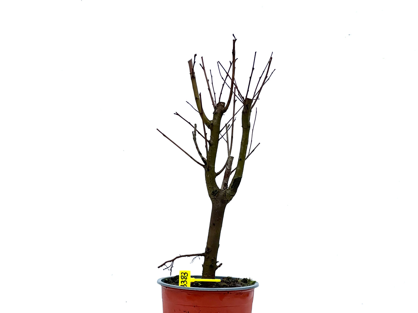 Ulmus Minor 3383