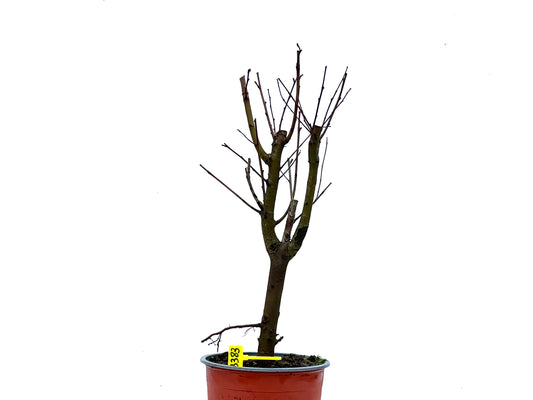 Ulmus Minor 3383