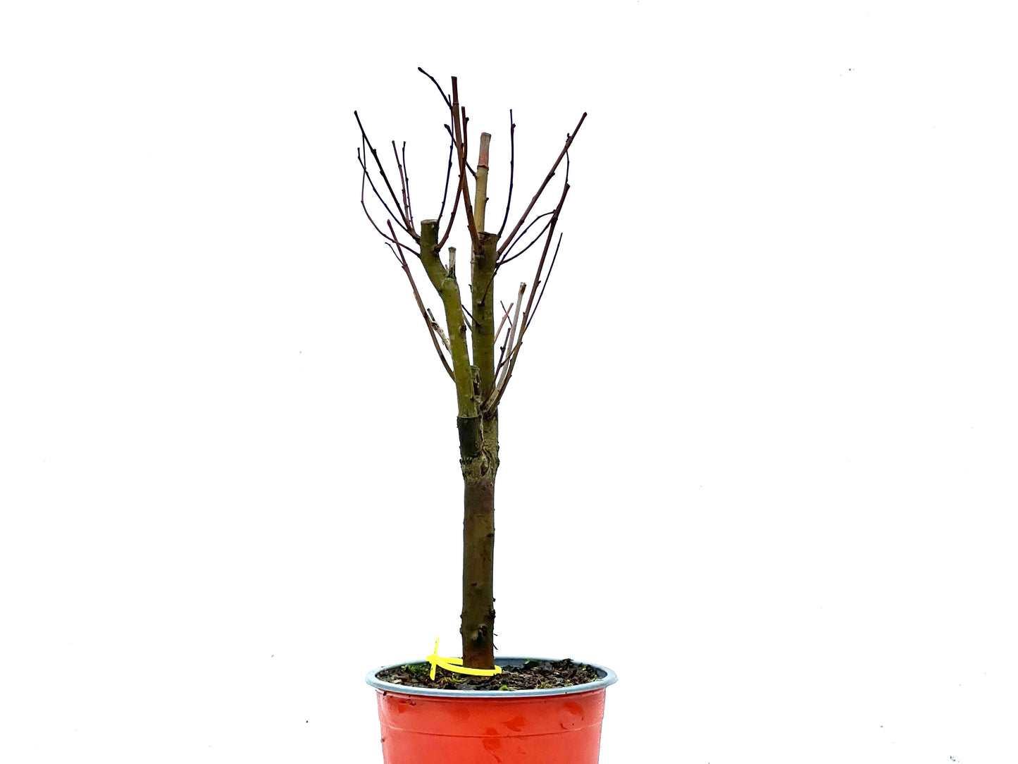 Ulmus Minor 3383