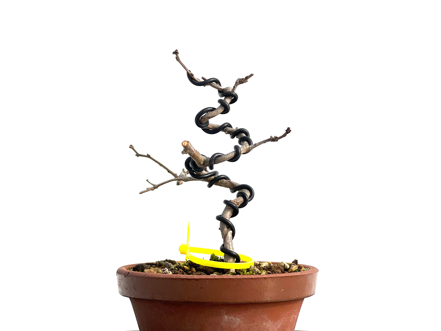 Celastrum Orbiculatus 1879