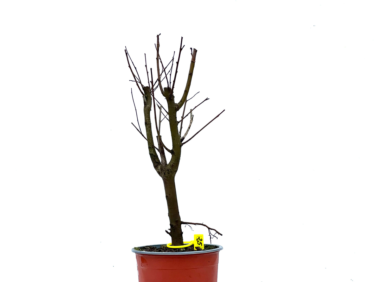Ulmus Minor 3383