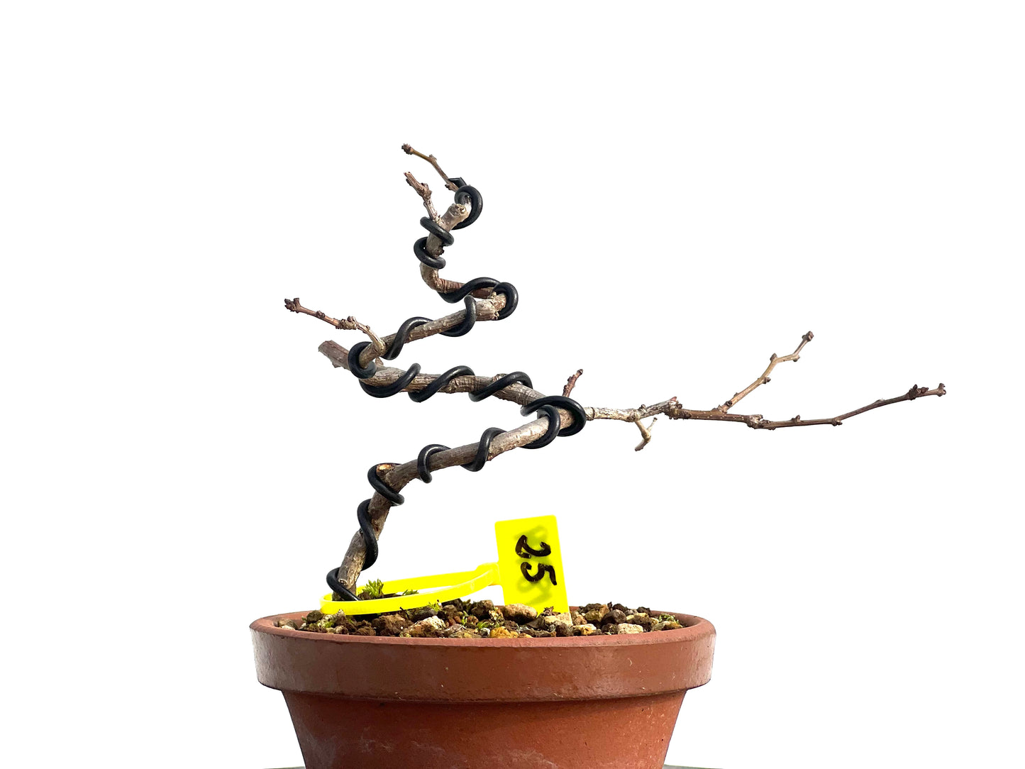 Celastrum Orbiculatus 1879