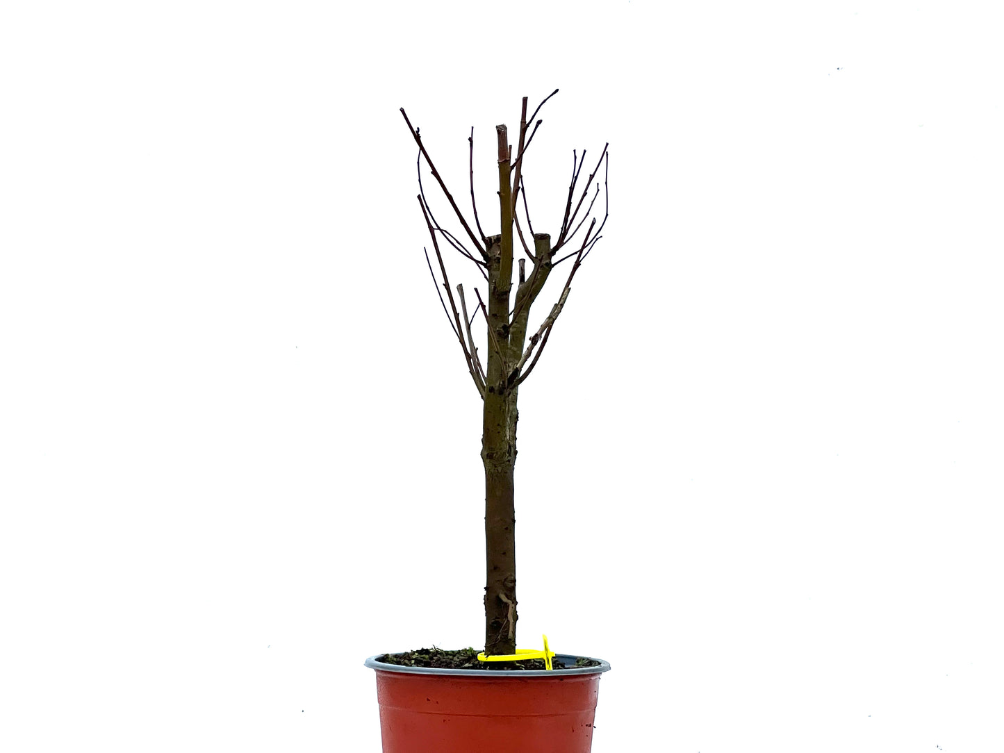 Ulmus Minor 3383