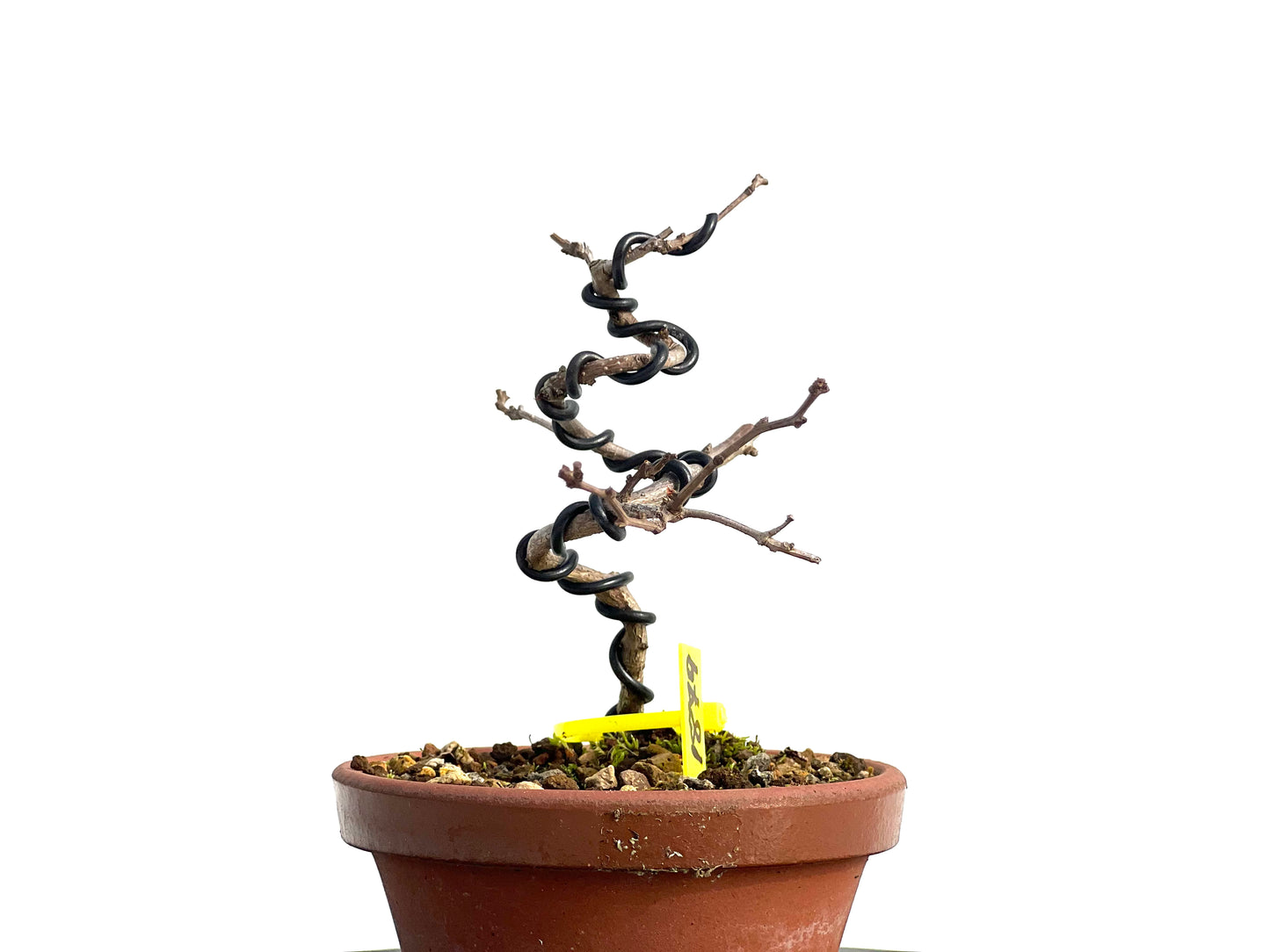 Celastrum Orbiculatus 1879
