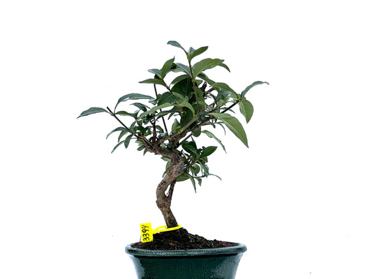 Gardenia Jasminoide 3394