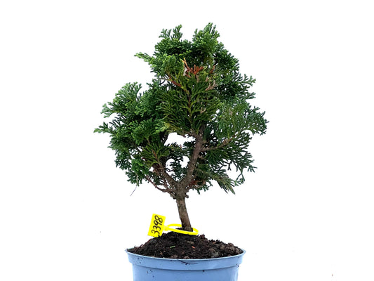 Chamaecyparis Obtusa Nana 3398