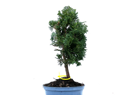 Chamaecyparis Obtusa Nana 3398
