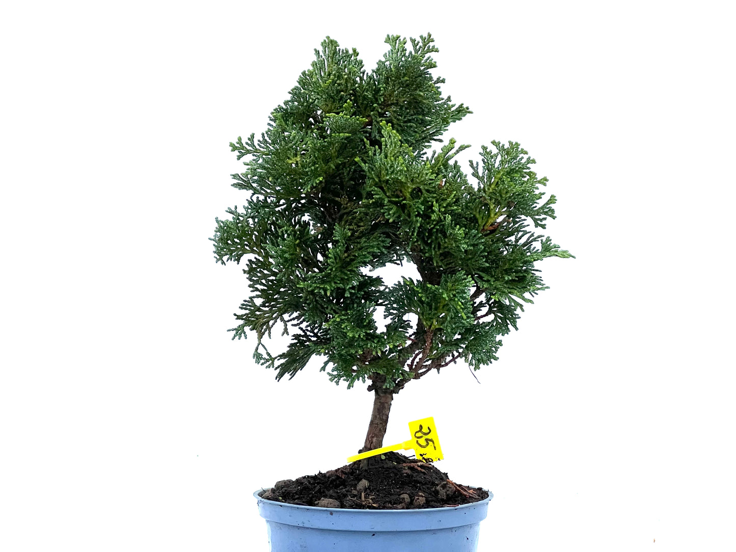 Chamaecyparis Obtusa Nana 3398