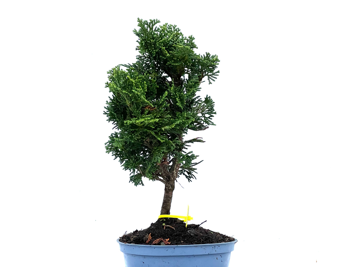 Chamaecyparis Obtusa Nana 3398