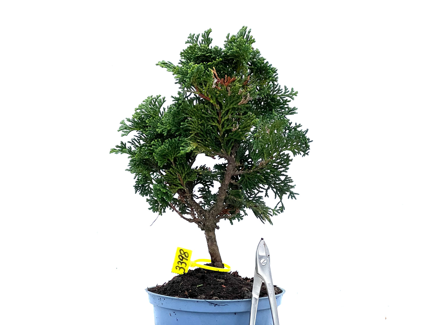 Chamaecyparis Obtusa Nana 3398