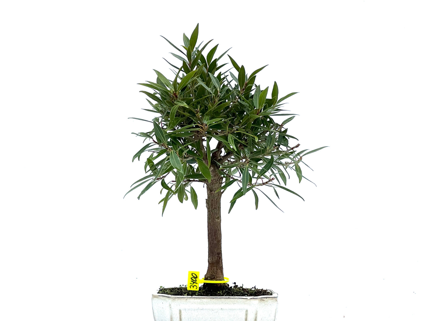 Ficus Nerifolia 3400