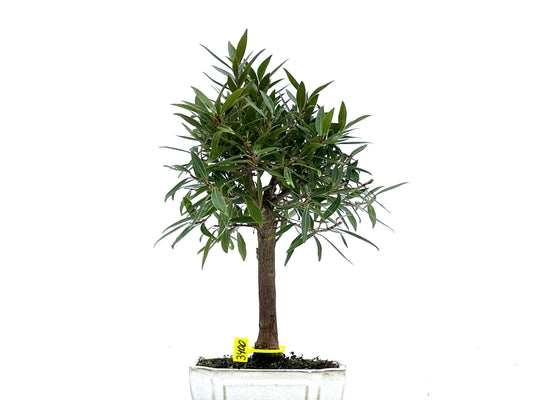 Ficus Nerifolia 3400