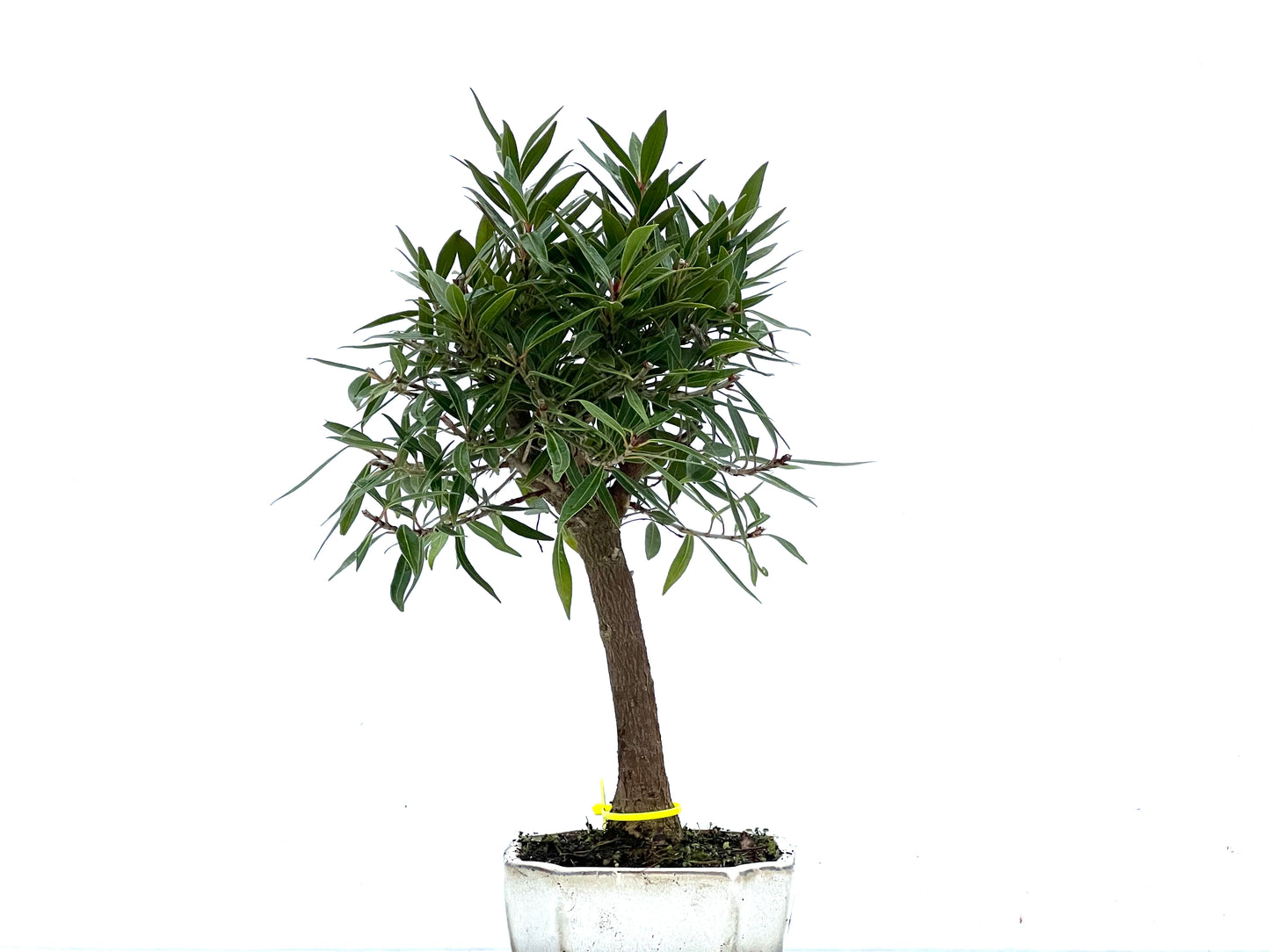 Ficus Nerifolia 3400