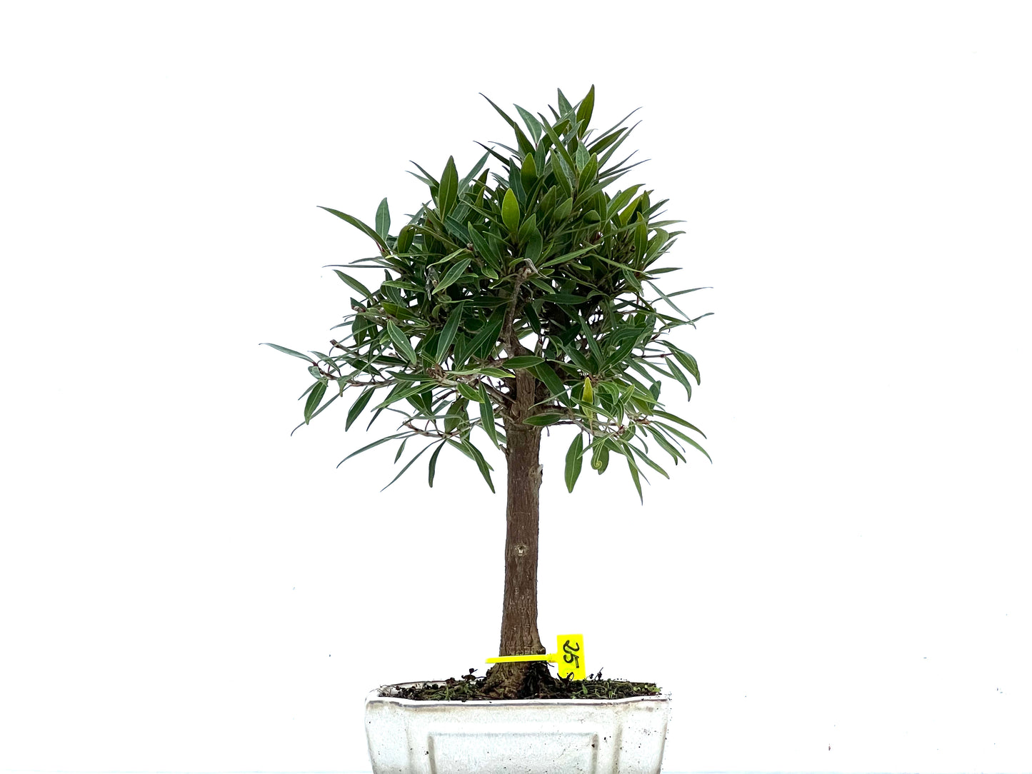 Ficus Nerifolia 3400