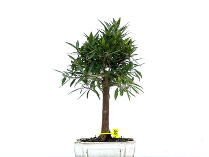 Ficus Nerifolia 3400