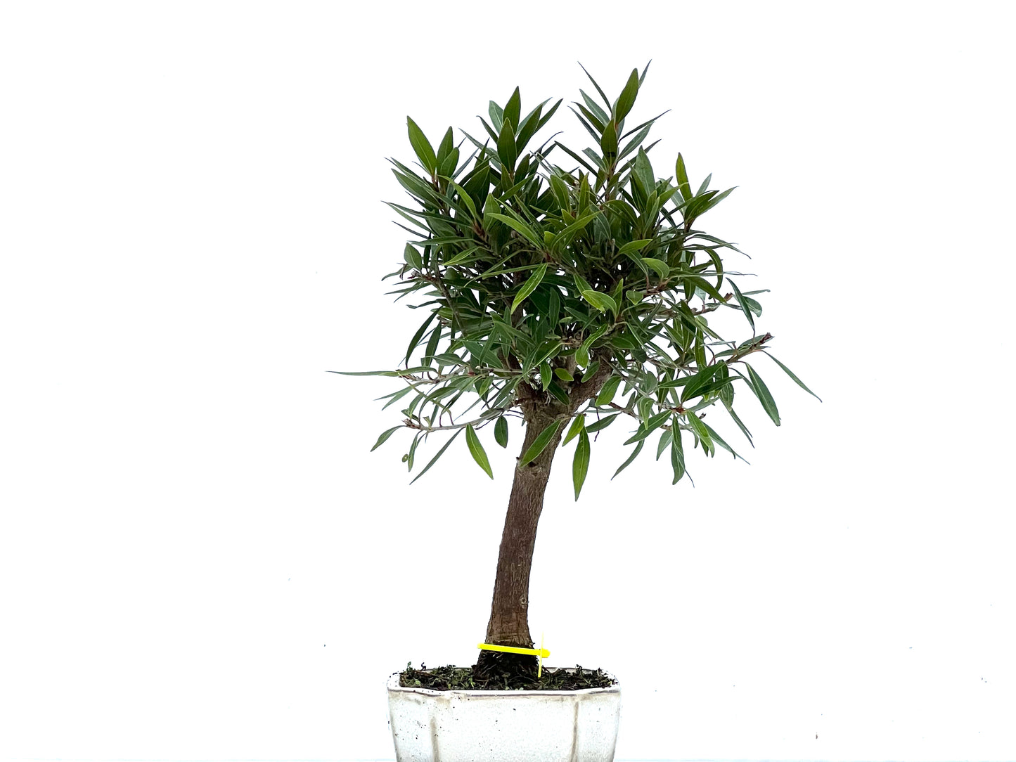 Ficus Nerifolia 3400