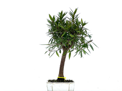 Ficus Nerifolia 3400